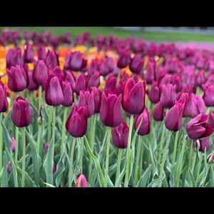 Meet your Posher, Moshiur